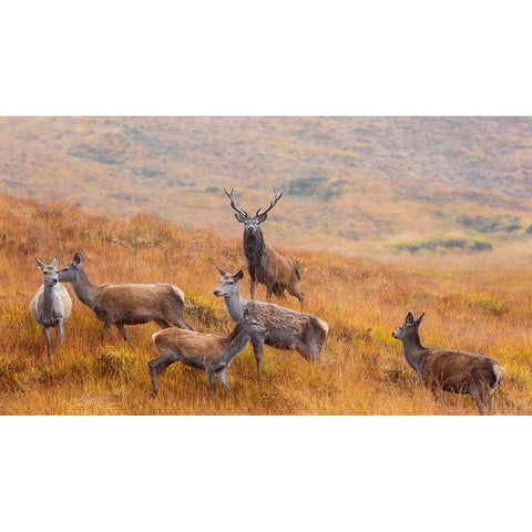 The Guardian Of The Moorland White Modern Wood Framed Art Print by Ruoppolo, Luigi