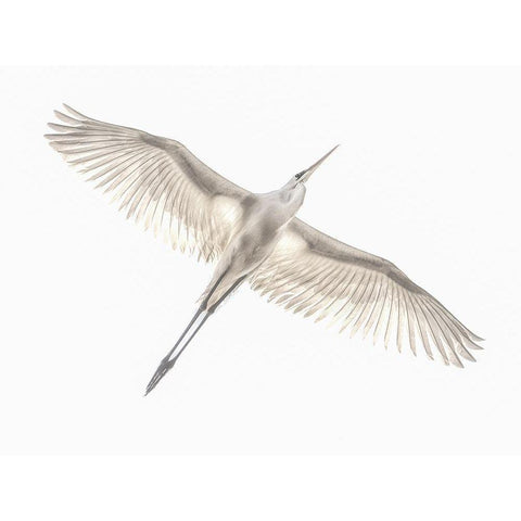 Fly White Modern Wood Framed Art Print by Or, Keren