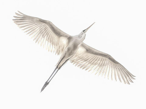 Fly White Modern Wood Framed Art Print with Double Matting by Or, Keren