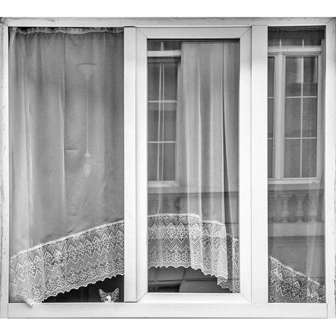 Kitten Window White Modern Wood Framed Art Print by Stoop, Susanne