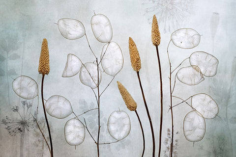 Lunaria White Modern Wood Framed Art Print with Double Matting by Disher, Mandy