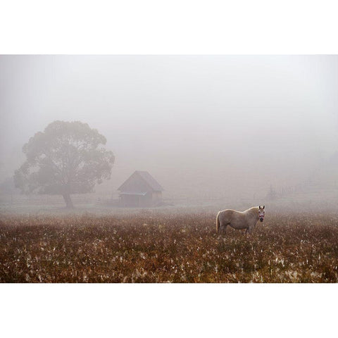 Morning Fog White Modern Wood Framed Art Print by Tanase, Sorin