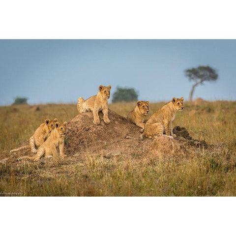 Moms Coming Back - Dinner Is Almost Here. White Modern Wood Framed Art Print by C. Sink, Jeffrey