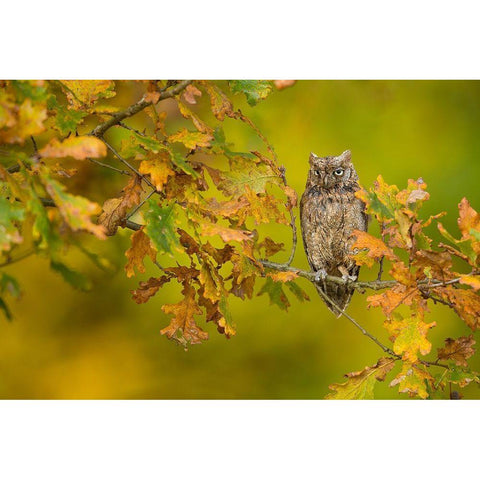 European Scops Owl Black Modern Wood Framed Art Print by Zygmunt, Milan