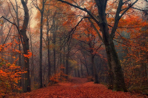 Decorative Forest White Modern Wood Framed Art Print with Double Matting by Van Dongen, Anton