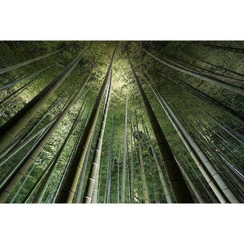 Bamboo Night Black Modern Wood Framed Art Print with Double Matting by Marumoto, Takeshi