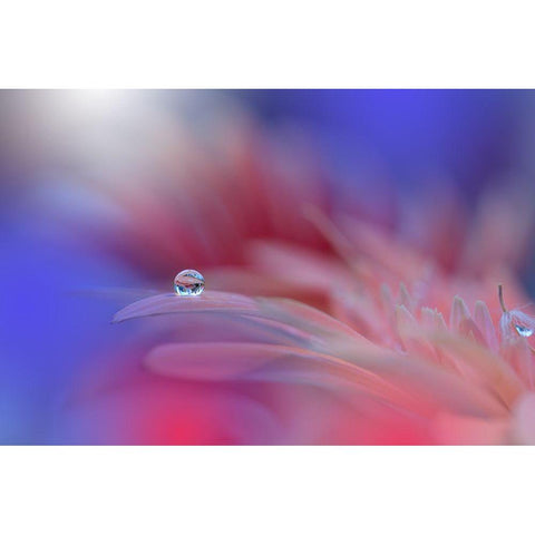 Colorful Explosion... Black Modern Wood Framed Art Print with Double Matting by Nan, Juliana