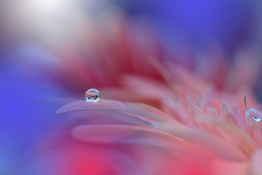 Image Only