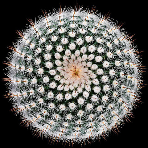 Notocactus Scopa Gold Ornate Wood Framed Art Print with Double Matting by Mozqueda, Victor