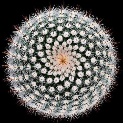 Notocactus Scopa White Modern Wood Framed Art Print with Double Matting by Mozqueda, Victor