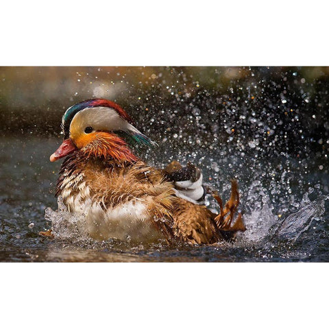 Mandarin Duck White Modern Wood Framed Art Print by Tjandra, C.S.