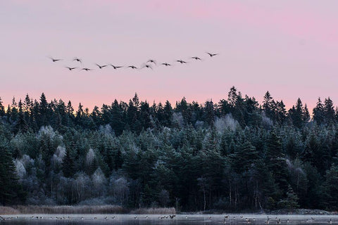 Heading South White Modern Wood Framed Art Print with Double Matting by Emanuelson, Bjorn