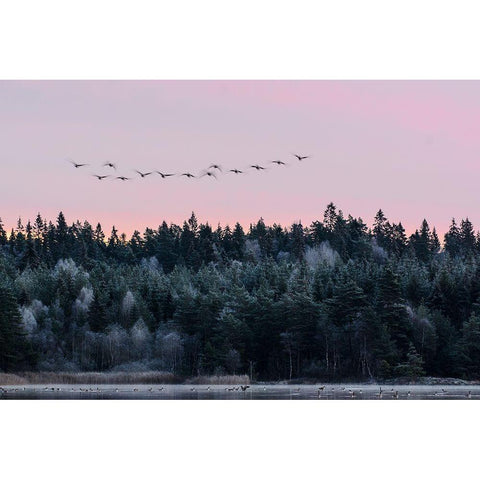 Heading South Gold Ornate Wood Framed Art Print with Double Matting by Emanuelson, Bjorn