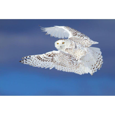 Flight Of The Snowy - Snowy Owl Black Modern Wood Framed Art Print by Cumming, Jim