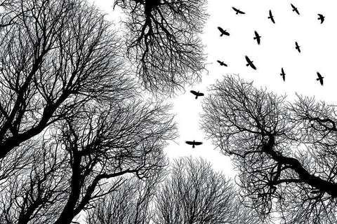 Out To The Open Black Ornate Wood Framed Art Print with Double Matting by Damsten, Petri