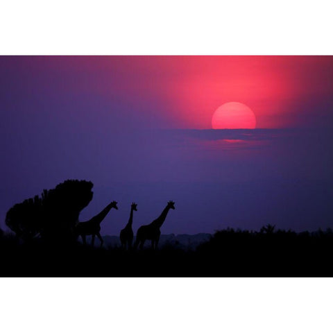 Sunrise In Uganda Black Modern Wood Framed Art Print with Double Matting by Merino, Nicolas