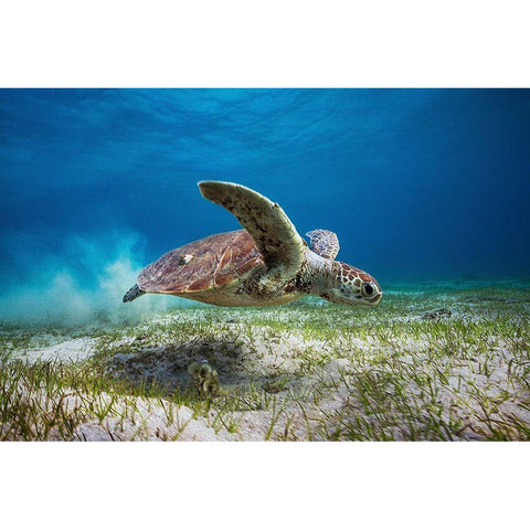 Take Off White Modern Wood Framed Art Print by Gabriel, Barathieu