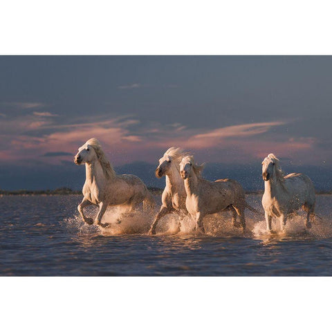 Angels Of Camargue White Modern Wood Framed Art Print by Anton, Rostovskiy