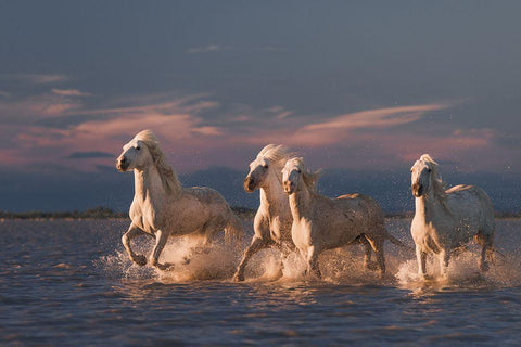 Angels Of Camargue White Modern Wood Framed Art Print with Double Matting by Anton, Rostovskiy