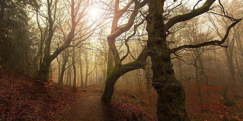 My Autumn Walk.. White Modern Wood Framed Art Print with Double Matting by Londal, Leif