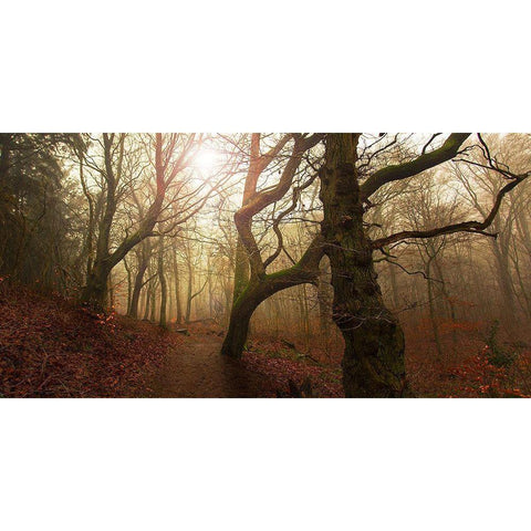 My Autumn Walk.. Black Modern Wood Framed Art Print by Londal, Leif