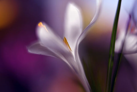 Midnight Crocus White Modern Wood Framed Art Print with Double Matting by Westum, Heidi