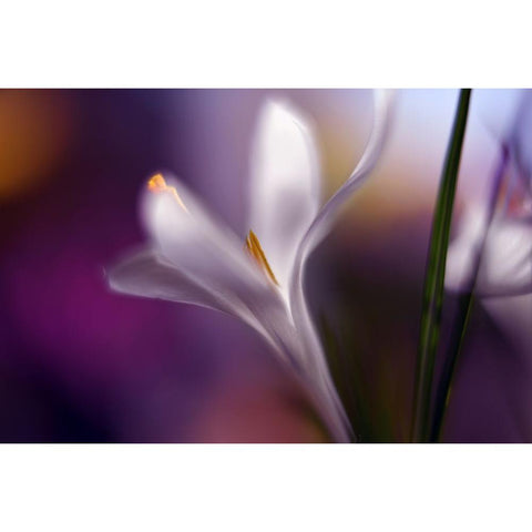 Midnight Crocus Gold Ornate Wood Framed Art Print with Double Matting by Westum, Heidi