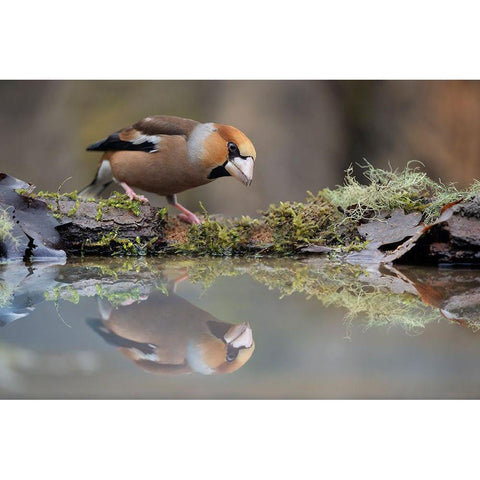 Narcissus Black Modern Wood Framed Art Print with Double Matting by Pozzi, Marco