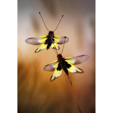 Owlflies Black Modern Wood Framed Art Print by Hoffman, Jimmy