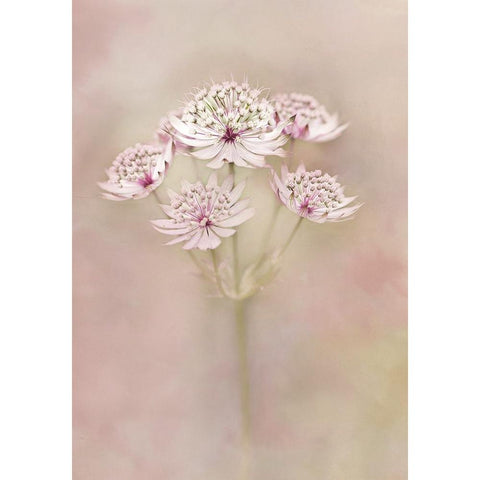 Astrantia White Modern Wood Framed Art Print by van Zaane, Alida