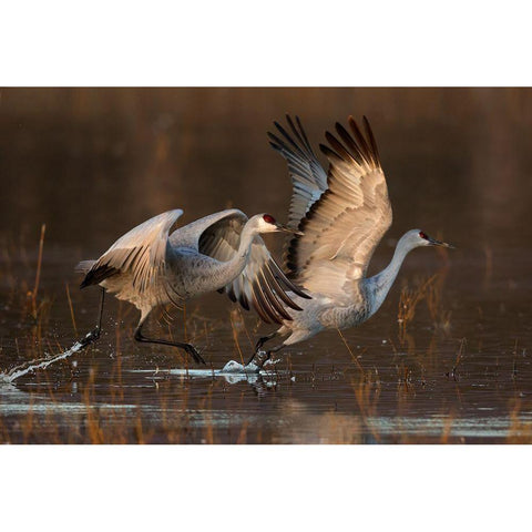 Taking Off At Sunrise White Modern Wood Framed Art Print by Jiang, Mary