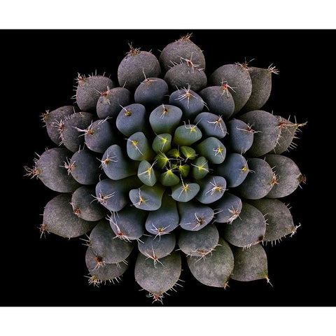 Echeveria Setosa Var. Deminuta White Modern Wood Framed Art Print by Mozqueda, Victor