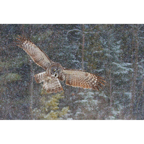 Great Grey Owl In Snowfall Black Modern Wood Framed Art Print with Double Matting by Cumming, Jim