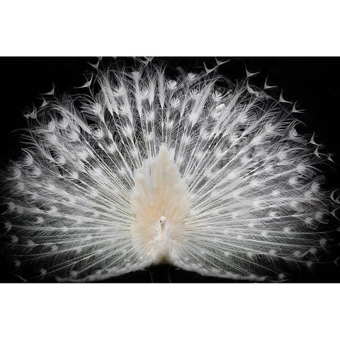 Black And White, White Modern Wood Framed Art Print by Liddi, Pino