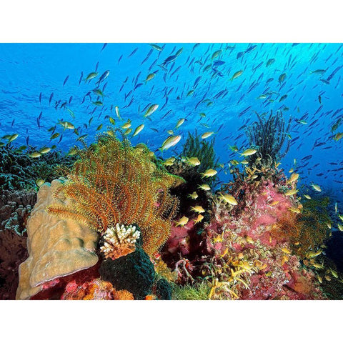 Reef At Cabilao White Modern Wood Framed Art Print by Jager, Henry