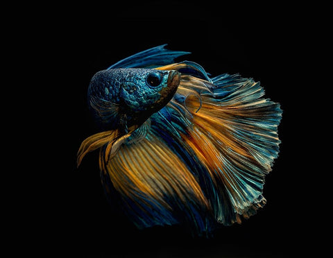 My Dress Black Ornate Wood Framed Art Print with Double Matting by Halil, Andi