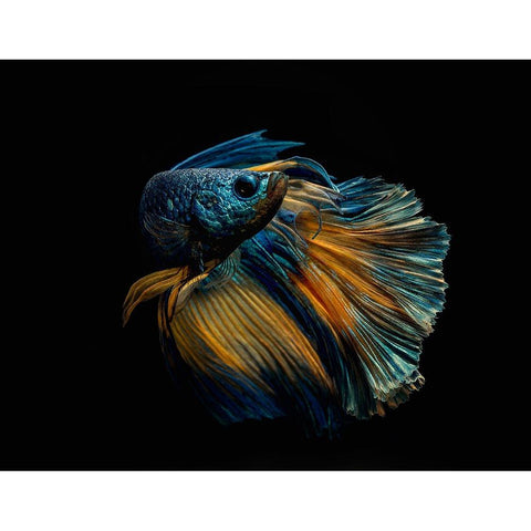 My Dress White Modern Wood Framed Art Print by Halil, Andi