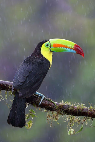 Keel-Billed Toucan - Costa Rica White Modern Wood Framed Art Print with Double Matting by Cumming, Jim
