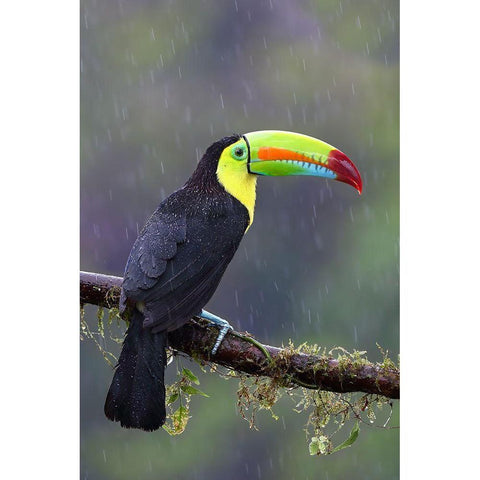 Keel-Billed Toucan - Costa Rica White Modern Wood Framed Art Print by Cumming, Jim