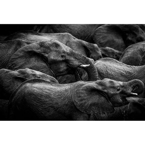 Elephant Herd White Modern Wood Framed Art Print by Eriksson, Denise