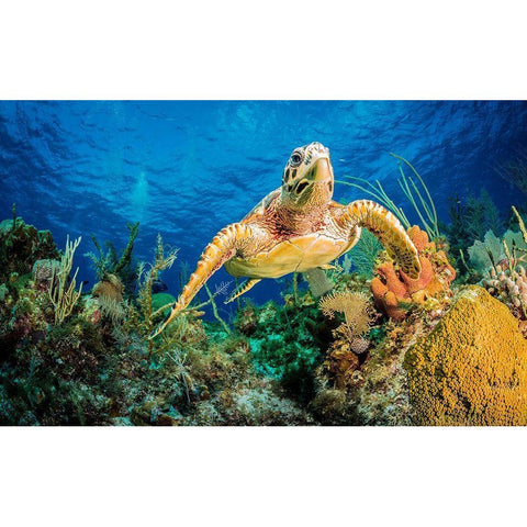 Hawksbill Turtle Swimming Through Caribbean Reef White Modern Wood Framed Art Print by Abadschieff, Jan