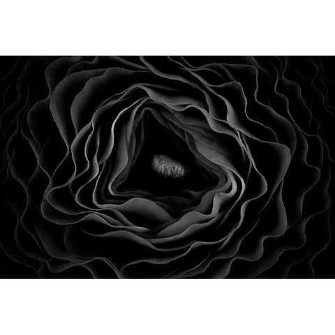 Persian Buttercup Black Modern Wood Framed Art Print with Double Matting by Mozqueda, Victor