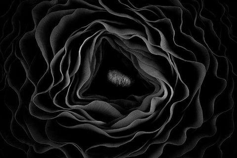 Persian Buttercup Black Ornate Wood Framed Art Print with Double Matting by Mozqueda, Victor