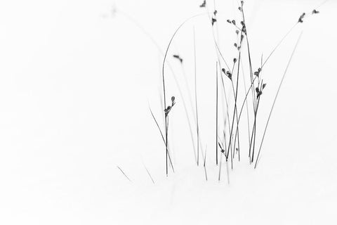 Black On White White Modern Wood Framed Art Print with Double Matting by Ljubicic, Dusan