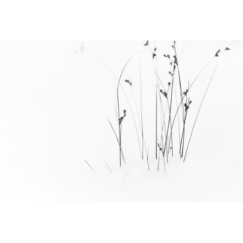 Black On White Black Modern Wood Framed Art Print by Ljubicic, Dusan