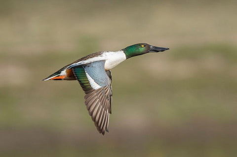 Going Up Black Ornate Wood Framed Art Print with Double Matting by Barsh, Greg