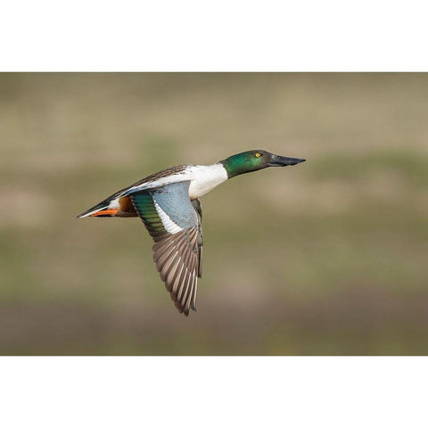 Going Up Black Modern Wood Framed Art Print by Barsh, Greg