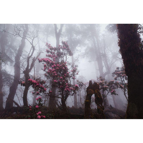 Through The Fog Black Modern Wood Framed Art Print by Kupratsevich, Dmitry