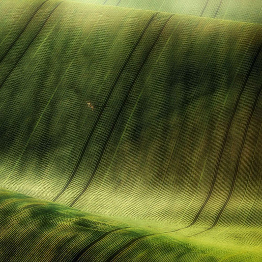 Image Only