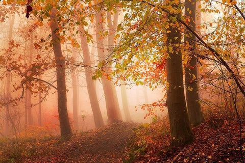 Calm Walk In Colors. Black Ornate Wood Framed Art Print with Double Matting by Londal, Leif